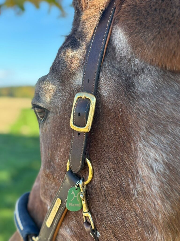 Individuelle HorseTags für Halfter und Strick