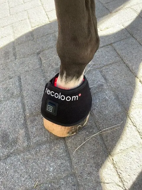 recoloom Hufglocken Rotlicht Infrarot Therapie